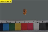 藏品(短指和尚蟹)的圖片